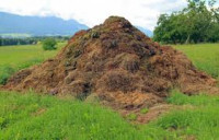 Animal manure