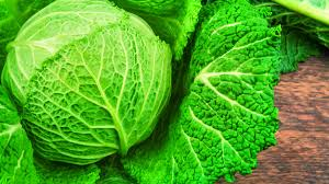 Cabbage