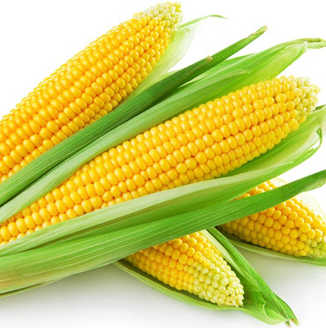 Maize