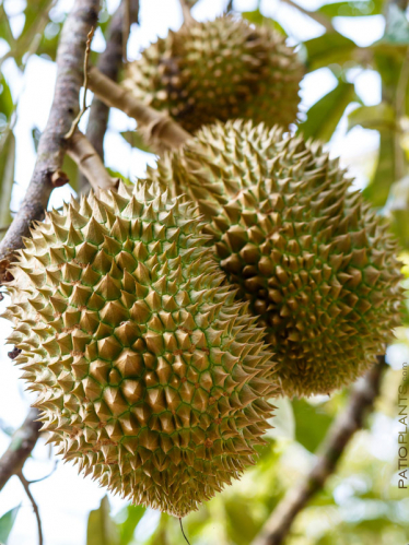 Durian fruits