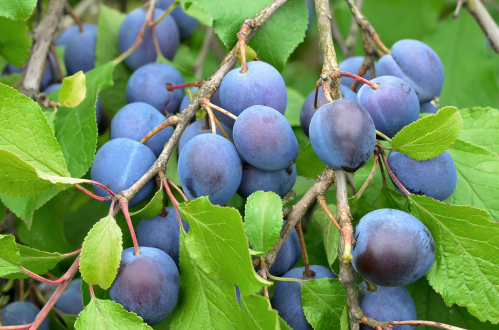 Damson plum