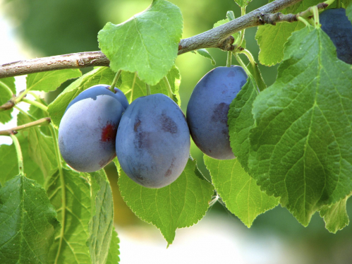 Damson plum
