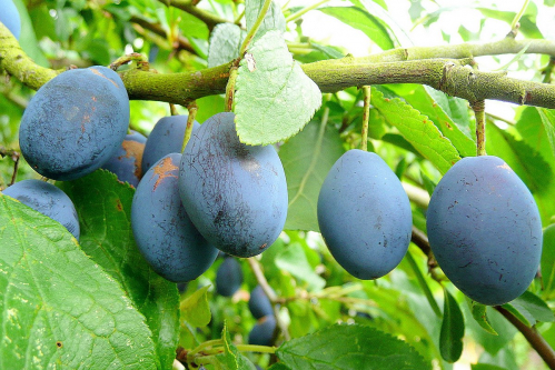 Damson plum