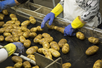Potato Peeling & Slicing