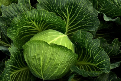 Cabbage green