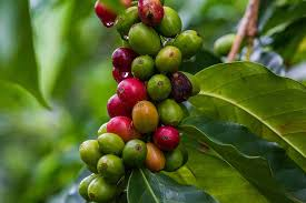 Coffee Beans