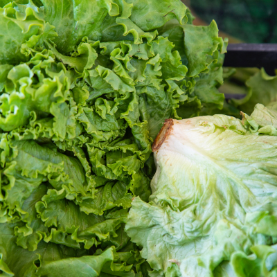 Lettuce