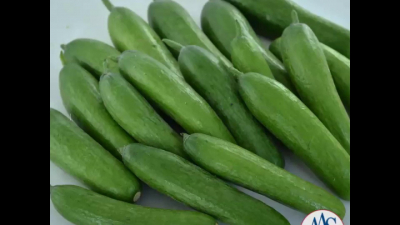 Cucumber