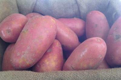 Laura Potatoes