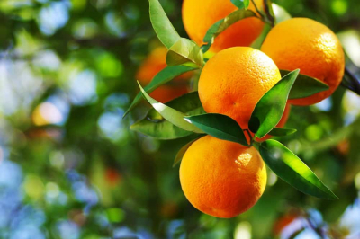 Orange Tangerine
